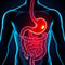 Digestive & Gut Health
